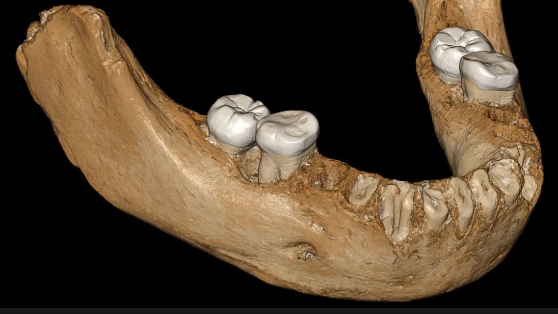 computer reconstruction of Denisovan jawbone