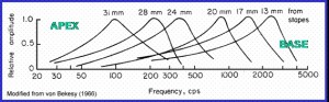 Tone frequency can be mapped onto the length of the membrane.