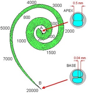 basilar membrane