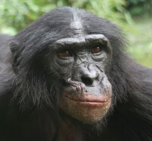 cropped bonobo