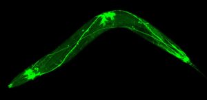 c-elegans-w-gfp